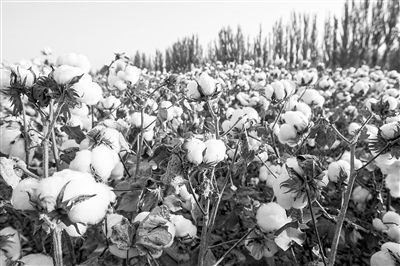 圖為新疆阿克蘇棉田。新研究揭示了GhEXL3基因調控棉纖維伸長的分子機制，為棉纖維品質遺傳改良提供了重要理論依據(jù)。視覺中國供圖