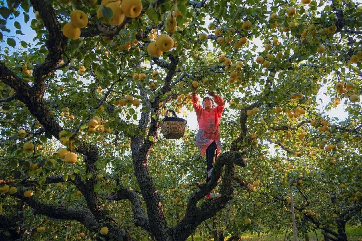 2024年10月4日，安徽省宿州市碭山縣程莊鎮(zhèn)衡樓村百年老梨園里，梨農在忙著采摘酥梨。來源:人民圖片
