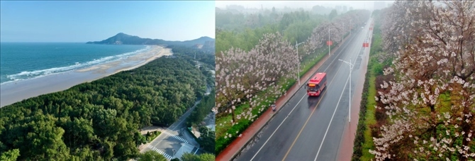 拼版照片：左圖為位于東山縣金鑾灣沿岸的木麻黃防護(hù)林帶（無人機(jī)照片，新華社記者 姜克紅 攝）；右圖為2021年4月20日在蘭考縣焦裕祿干部學(xué)院附近拍攝的泡桐花（無人機(jī)照片，新華社記者 郝源 攝）。