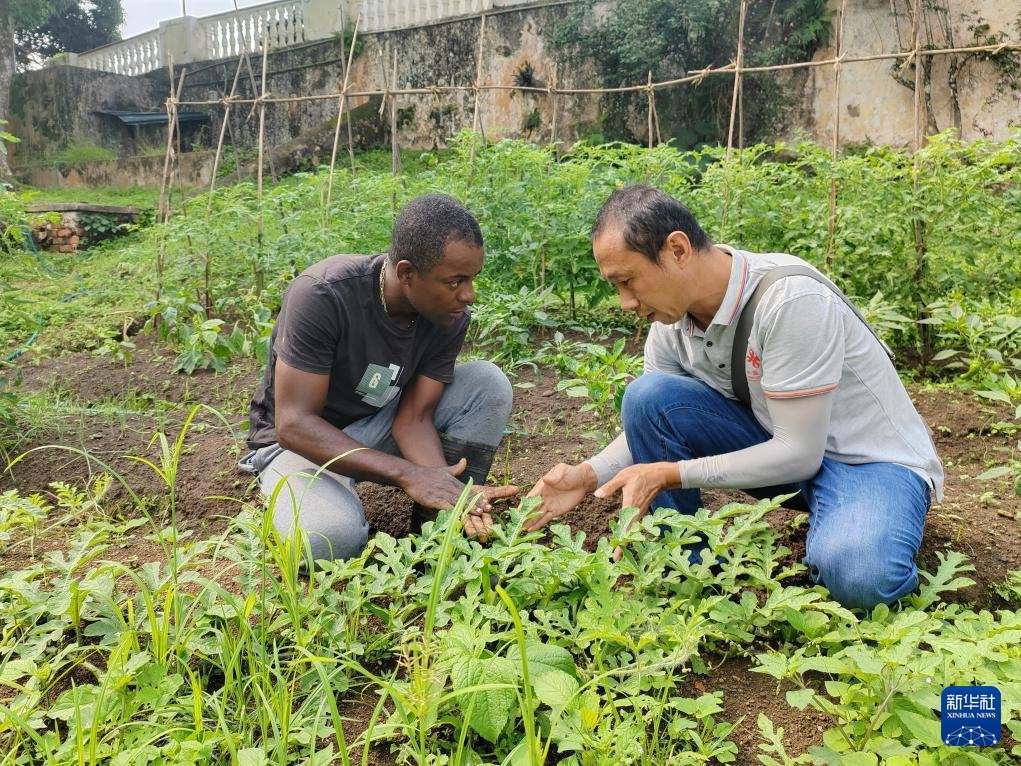 中國援圣普農(nóng)牧業(yè)技術(shù)項(xiàng)目組專家彭杰（右）在圣多美和普林西比的梅佐希大區(qū)指導(dǎo)蔬菜種植戶改善田間管理技術(shù)（2024年1月25日攝）。新華社發(fā)（中國援圣普農(nóng)技組供圖）