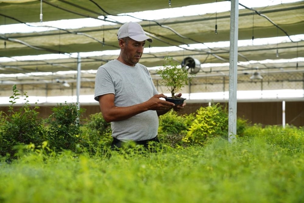 7月28日，在烏茲別克斯坦錫爾河州的上合組織農(nóng)業(yè)基地中烏現(xiàn)代農(nóng)業(yè)科技示范園，工作人員檢查盆栽植物。新華社發(fā)（扎法爾攝）