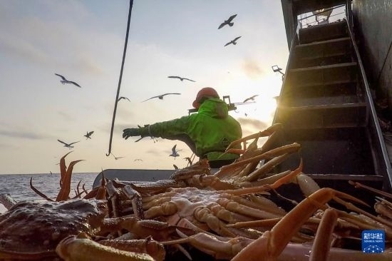 這是俄羅斯蟹業(yè)集團工作人員進行遠洋捕撈的資料照片。新華社發(fā)（俄羅斯蟹業(yè)集團供圖）