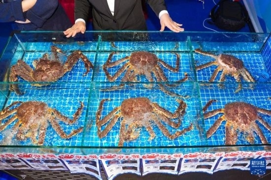 這是9月19日拍攝的吉林省琿春市一商家所售賣的帝王蟹。新華社記者 許暢 攝