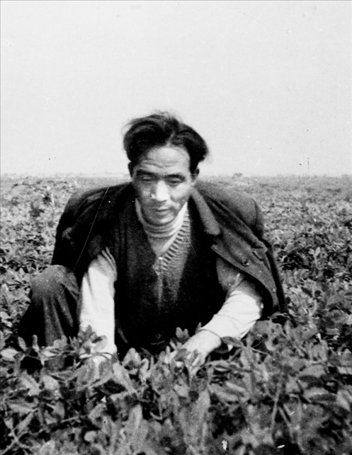 在蘭考期間，焦裕祿在田間勞動的情景。