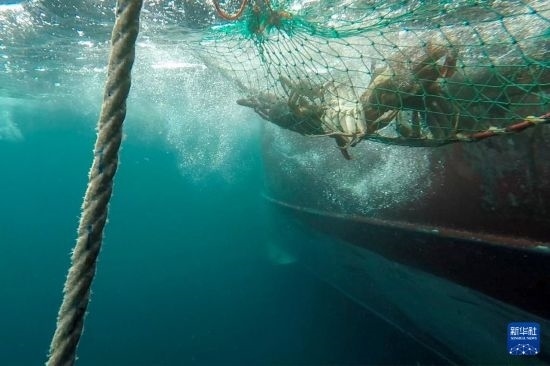 這是俄羅斯蟹業(yè)集團的捕撈船進行遠洋捕撈的資料照片。新華社發(fā)（俄羅斯蟹業(yè)集團供圖）