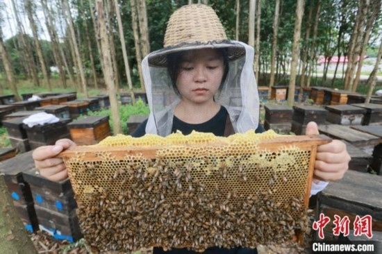 吳素英查看蜂蜜產(chǎn)蜜情況。湯曉逵 攝