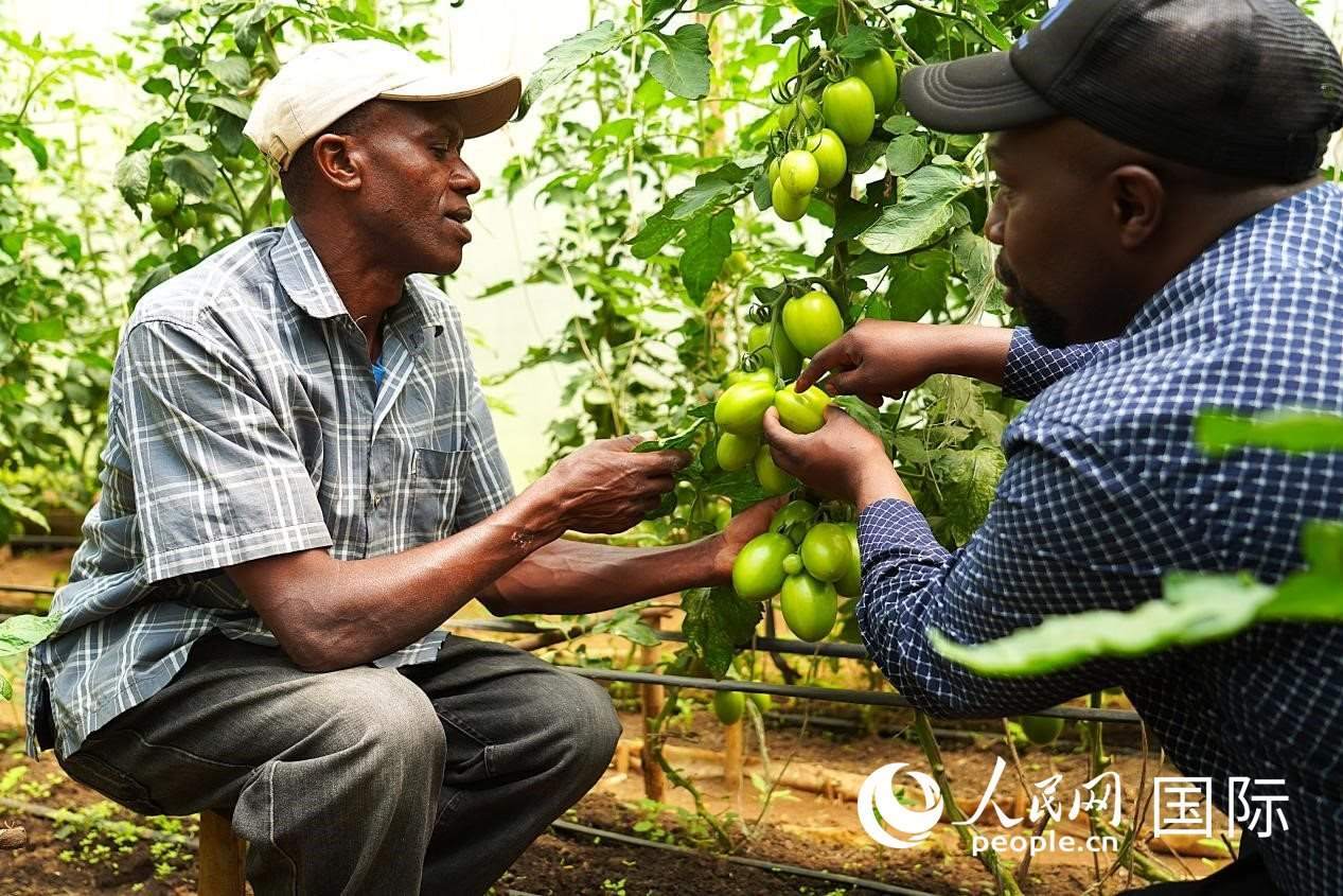 肯尼亞納庫(kù)魯郡，埃格頓大學(xué)園藝學(xué)專(zhuān)家史蒂芬·吉藤古在溫室大棚里指導(dǎo)當(dāng)?shù)剞r(nóng)民喬納·卡蘭賈種植番茄。人民網(wǎng)記者 黃煒鑫攝