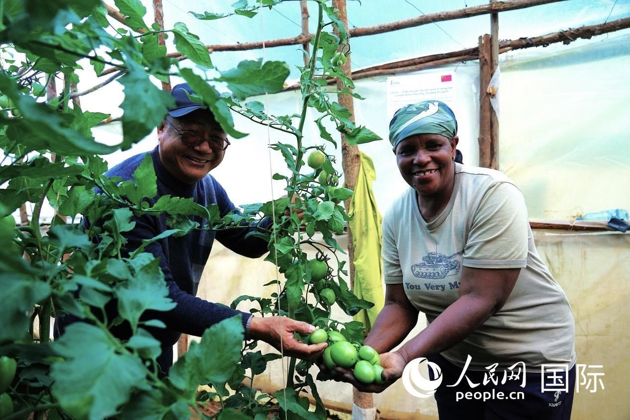 肯尼亞納庫(kù)魯郡，南京農(nóng)業(yè)大學(xué)援非專(zhuān)家劉高瓊和當(dāng)?shù)剞r(nóng)民瑪麗·姆旺吉在溫室大棚里查看番茄種植情況。人民網(wǎng)記者 黃煒鑫攝