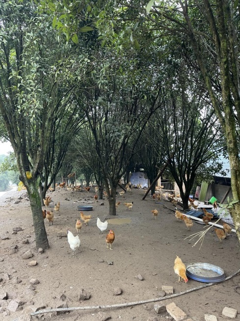 桂花林里的桂飛雞。劉軍國攝