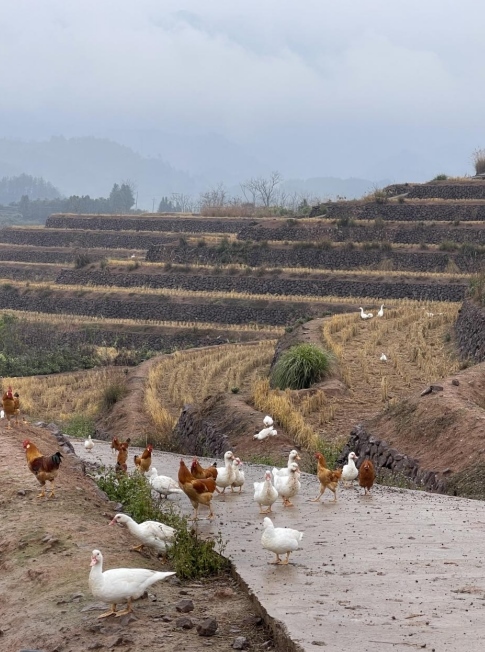 樨鄉(xiāng)記生態(tài)農(nóng)莊一隅。劉軍國攝
