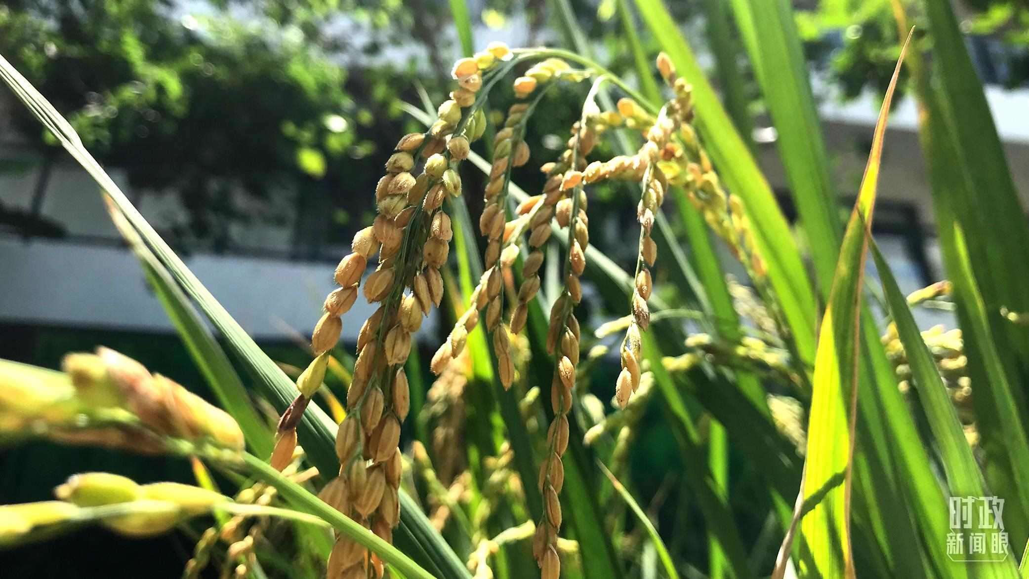 在海南培育的水稻品種。（總臺央視記者石偉明拍攝）