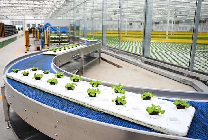 2024年12月12日在內(nèi)蒙古鄂爾多斯市達拉特旗內(nèi)蒙古現(xiàn)代數(shù)字農(nóng)業(yè)科技產(chǎn)業(yè)園拍攝的生菜苗。 新華社記者 貝赫 攝