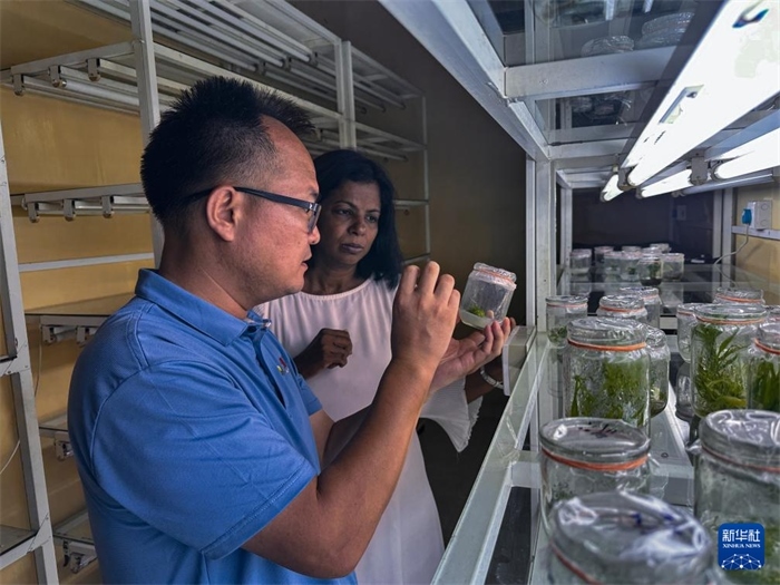 12月23日，在斯里蘭卡馬坎杜拉，中國(guó)專(zhuān)家與斯里蘭卡馬坎杜拉可持續(xù)農(nóng)業(yè)與發(fā)展研究中心主任達(dá)莎妮·賈亞曼納交流。新華社發(fā)（中國(guó)、聯(lián)合國(guó)糧農(nóng)組織與斯里蘭卡南南合作項(xiàng)目專(zhuān)家組供圖）