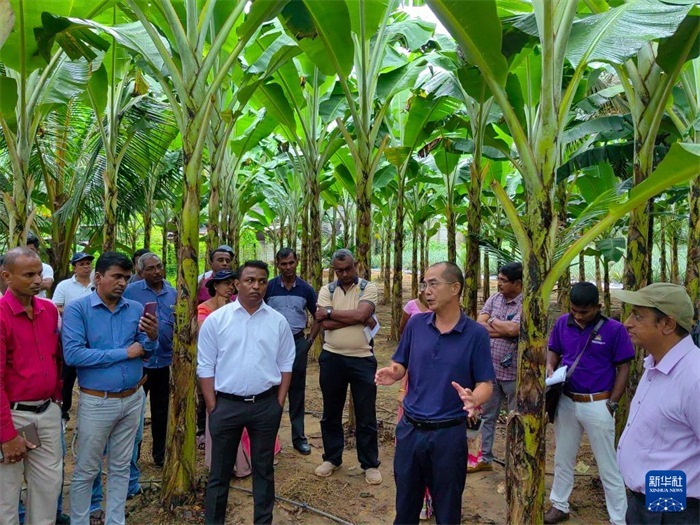10月10日，在斯里蘭卡霍勒訥的一處香蕉示范基地，中國(guó)、聯(lián)合國(guó)糧農(nóng)組織與斯里蘭卡南南合作項(xiàng)目中國(guó)專(zhuān)家組組長(zhǎng)孫德權(quán)為當(dāng)?shù)剞r(nóng)民進(jìn)行技術(shù)培訓(xùn)。新華社發(fā)（中國(guó)、聯(lián)合國(guó)糧農(nóng)組織與斯里蘭卡南南合作項(xiàng)目專(zhuān)家組供圖）