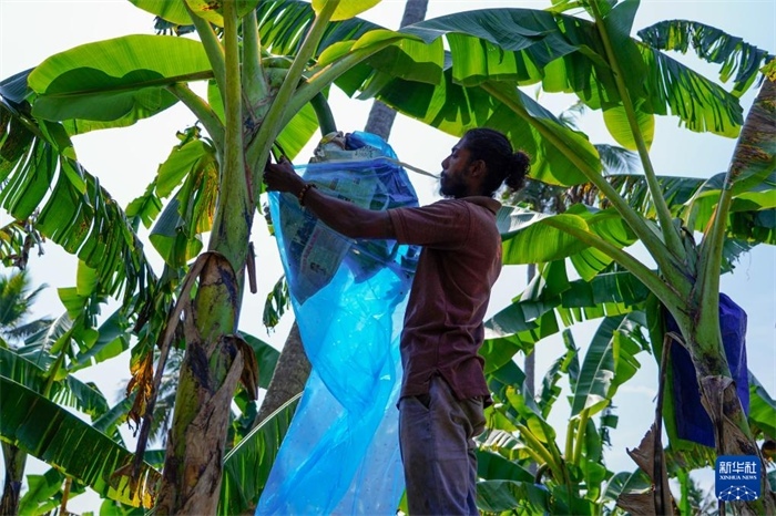 12月23日，在斯里蘭卡馬坎杜拉，農(nóng)民在香蕉試驗(yàn)田里學(xué)習(xí)套袋技術(shù)。新華社記者 陳冬書(shū) 攝