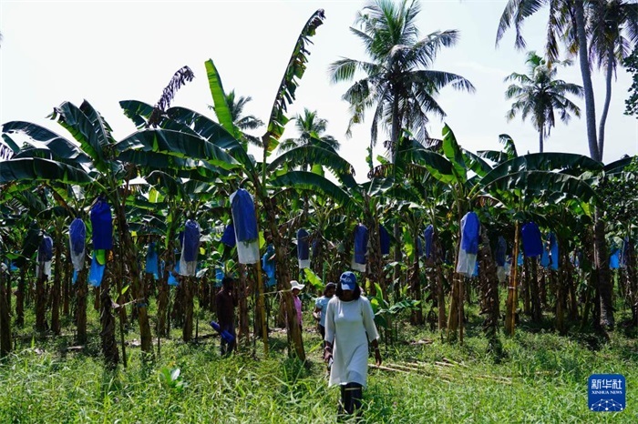 12月23日，在斯里蘭卡馬坎杜拉，農(nóng)民走過(guò)中國(guó)技術(shù)試驗(yàn)田香蕉田。新華社記者 陳冬書(shū) 攝
