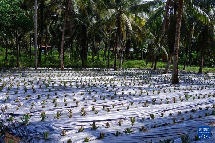 這是12月23日在斯里蘭卡馬坎杜拉拍攝的農(nóng)民里尚·普爾納的菠蘿田。新華社記者 陳冬書(shū) 攝