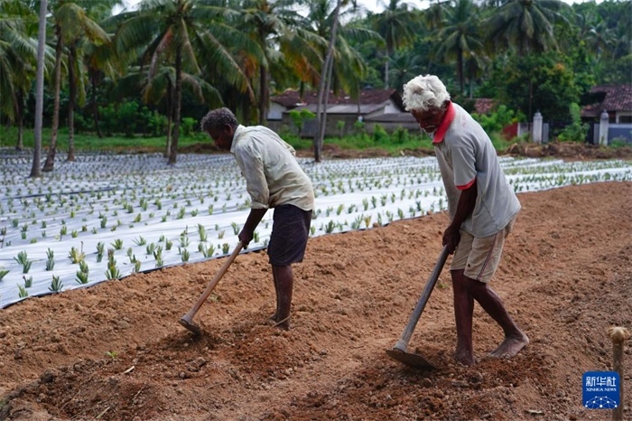 12月23日，斯里蘭卡馬坎杜拉的農(nóng)民在菠蘿田地里勞作。新華社記者 陳冬書(shū) 攝
