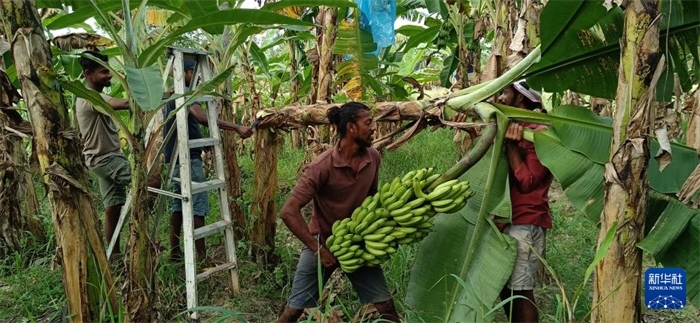 12月28日，在斯里蘭卡馬坎杜拉，當(dāng)?shù)剞r(nóng)民收獲香蕉。新華社發(fā)（中國(guó)、聯(lián)合國(guó)糧農(nóng)組織與斯里蘭卡南南合作項(xiàng)目專(zhuān)家組供圖）