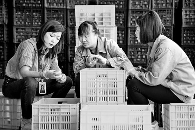 為拓展柿子產(chǎn)業(yè)發(fā)展新途徑，在陜西富平淡村鎮(zhèn)，歸國(guó)留學(xué)生王薇參與創(chuàng)建了一座柿酒酒莊。新華社發(fā)