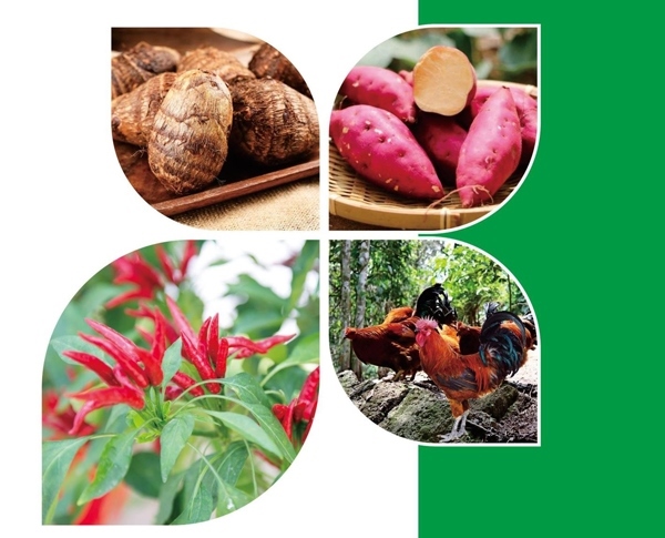 天等縣名特優(yōu)農(nóng)產(chǎn)品。主辦方供圖