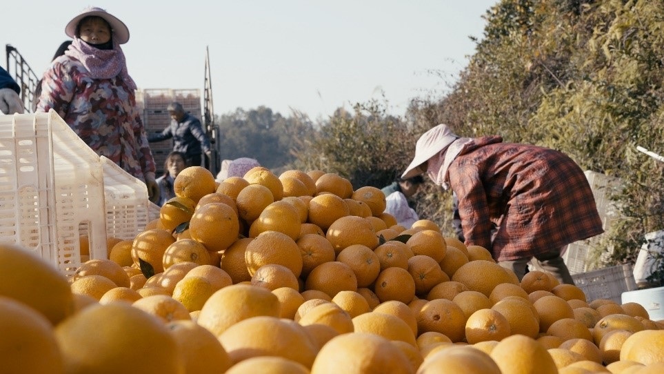 贛南臍橙喜獲豐收。人民網記者 張力洋攝