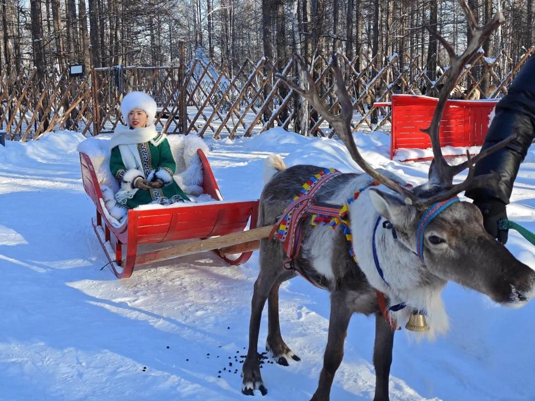 游客體驗馴鹿拉雪橇。人民網(wǎng)記者 苗陽攝