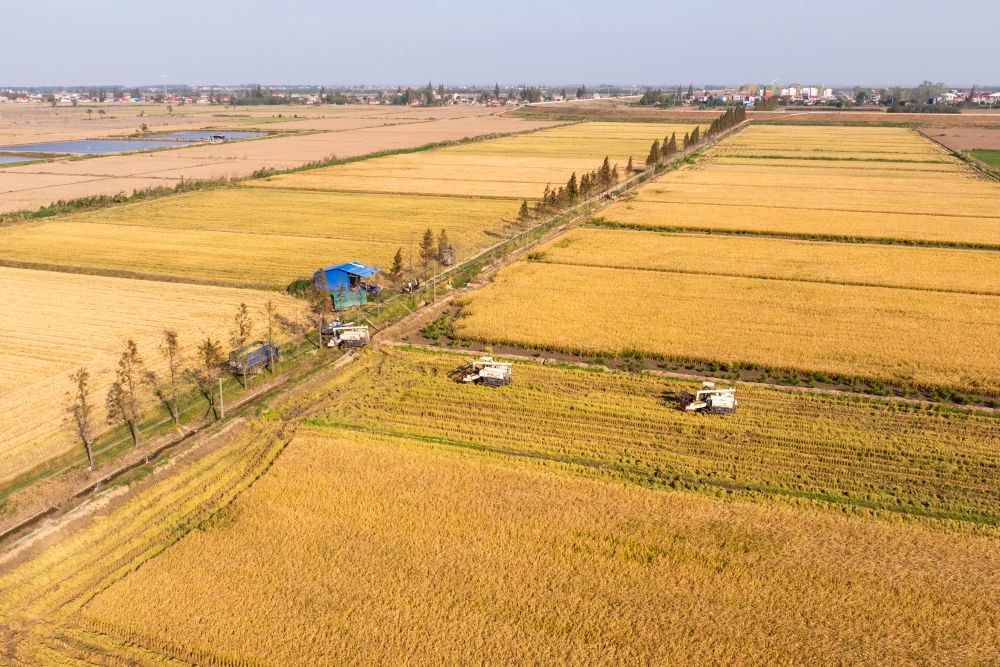 2024年11月1日，在湖南華容縣團洲垸，村民駕駛收割機收獲水稻（無人機照片）。新華社記者陳思汗 攝