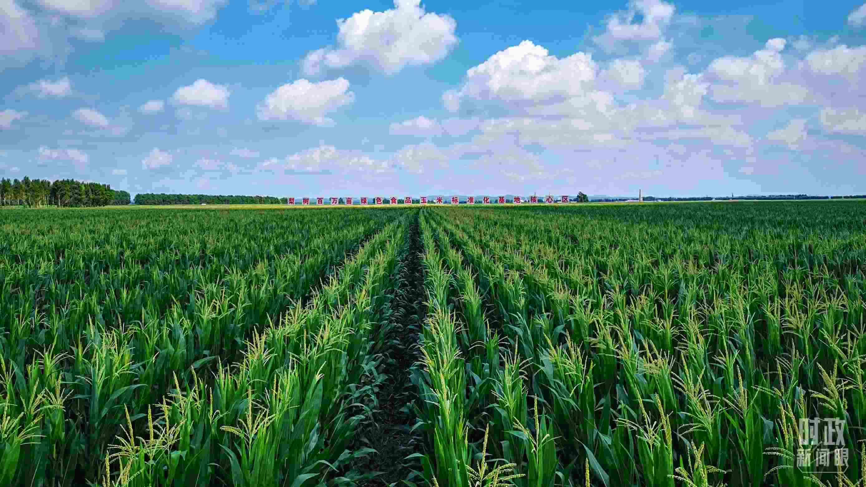 △吉林四平，梨樹縣地處黃金玉米帶。（總臺央視記者張曉鵬拍攝）