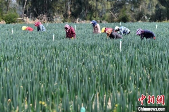 福建平潭：鹽堿地管護忙