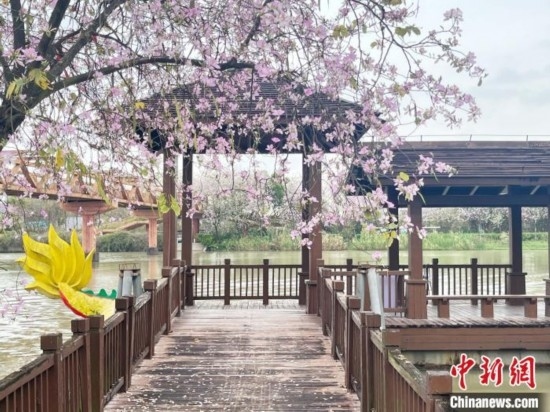 3月7日，廣州海珠國(guó)家濕地公園宮粉紫荊花海吸引游人。中新社記者 許青青 攝