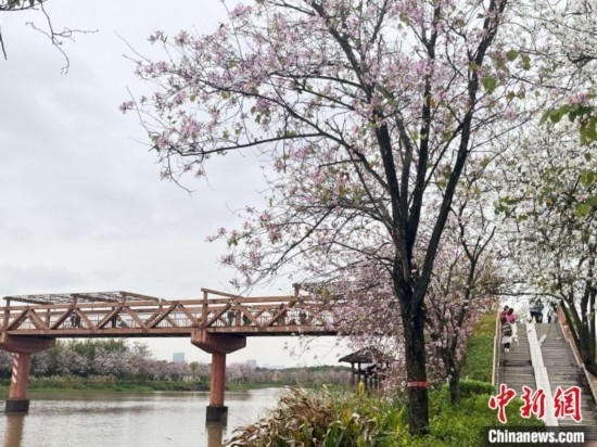 3月7日，廣州海珠國(guó)家濕地公園宮粉紫荊花海吸引游人。中新社記者 許青青 攝