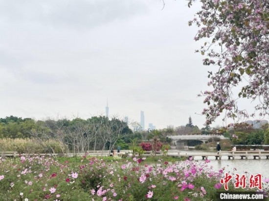 每年三月，廣州海珠國(guó)家濕地公園迎來最具標(biāo)志性的景觀之一——宮粉紫荊花海，公園內(nèi)的石榴崗河沿岸兩側(cè)，數(shù)千株宮粉紫荊綿延3.2公里，粉紅與粉白的花朵交織如云，頗為浪漫。據(jù)悉，宮粉紫荊因其耐濕性強(qiáng)、花期長(zhǎng)的特性，是廣州海珠國(guó)家濕地公園生態(tài)修復(fù)的優(yōu)選樹種。近年來通過科學(xué)管養(yǎng)，花量相較往年明顯增加，盛花期持續(xù)近一個(gè)月時(shí)間，預(yù)計(jì)浪漫景致將延續(xù)至清明前。圖為3月7日，廣州海珠國(guó)家濕地公園宮粉紫荊花海吸引游人。中新社記者 許青青 攝