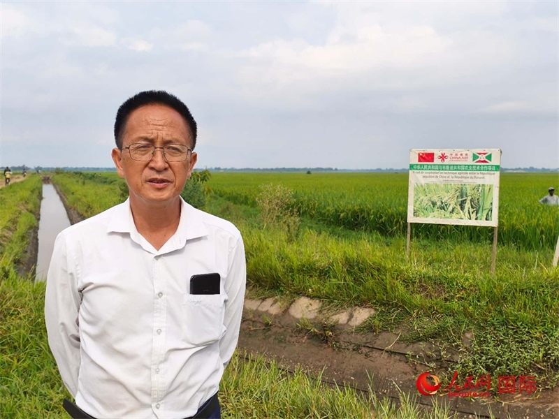 專家組組長(zhǎng)楊華德在水稻田間地頭。 人民網(wǎng)記者 黃培昭攝