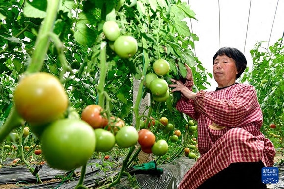 3月13日，在菏澤市鄆城縣張營街道，農(nóng)民在設(shè)施大棚里打理西紅柿。