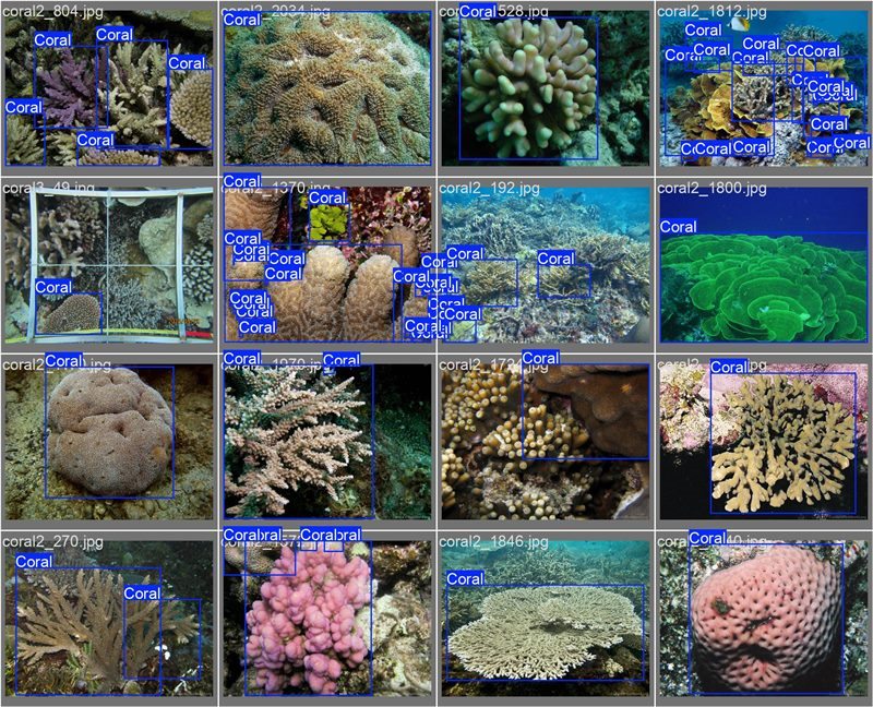 南海珊瑚識(shí)別。阿里云供圖