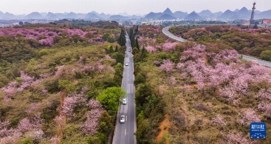 游客驅(qū)車(chē)前來(lái)清鎮(zhèn)市紅楓湖鎮(zhèn)右二村踏青游玩（4月5日攝，無(wú)人機(jī)照片）。