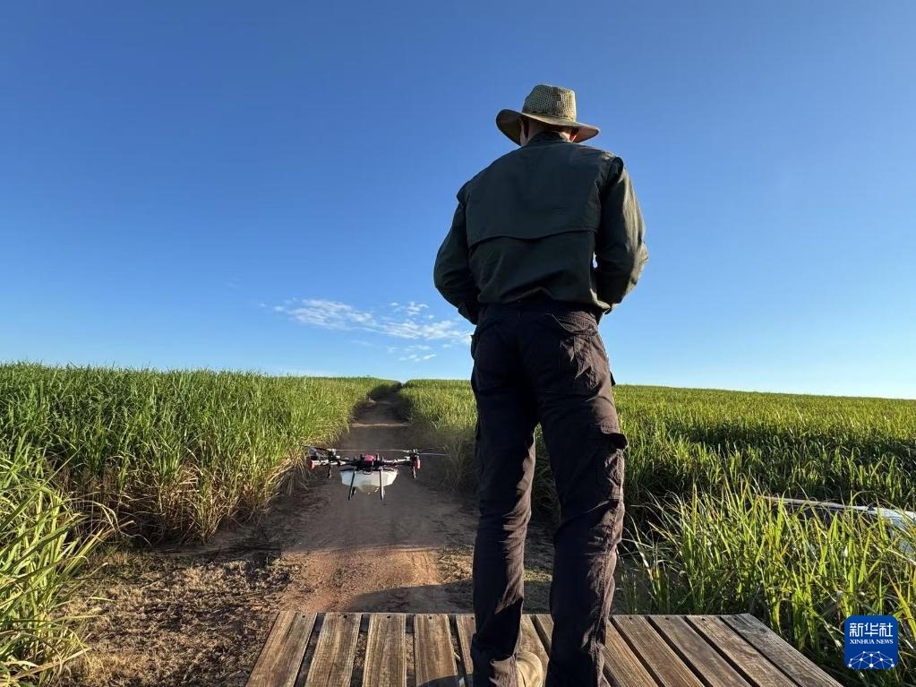 3月25日，在南非夸祖魯-納塔爾省的方廷希爾莊園，飛手操縱無人機為甘蔗林噴灑藥劑。新華社記者 白舸 攝
