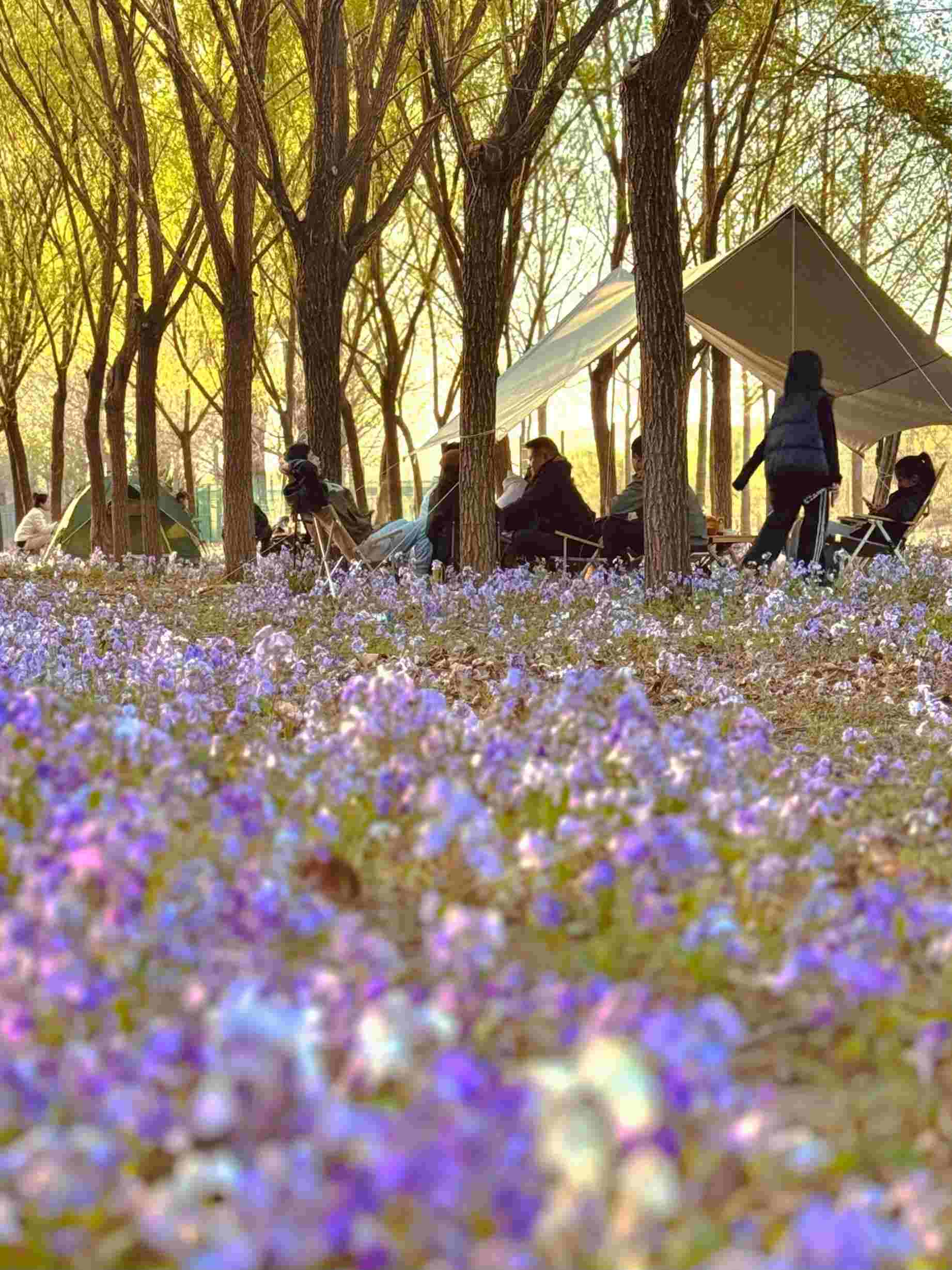 清明假期期間，范女士一家在北京溫榆河邊露營。受訪者供圖