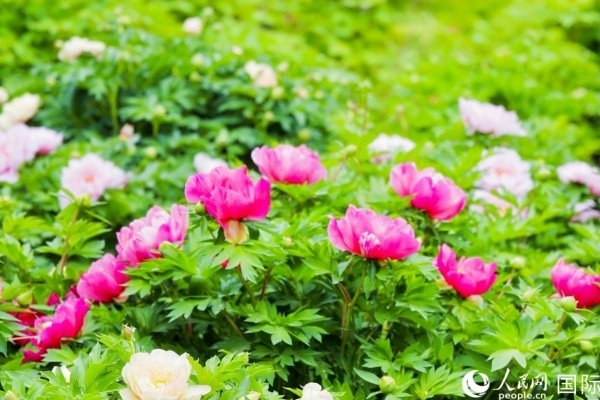 洛陽國家牡丹園牡丹盛開。 人民網(wǎng)記者 魯揚攝