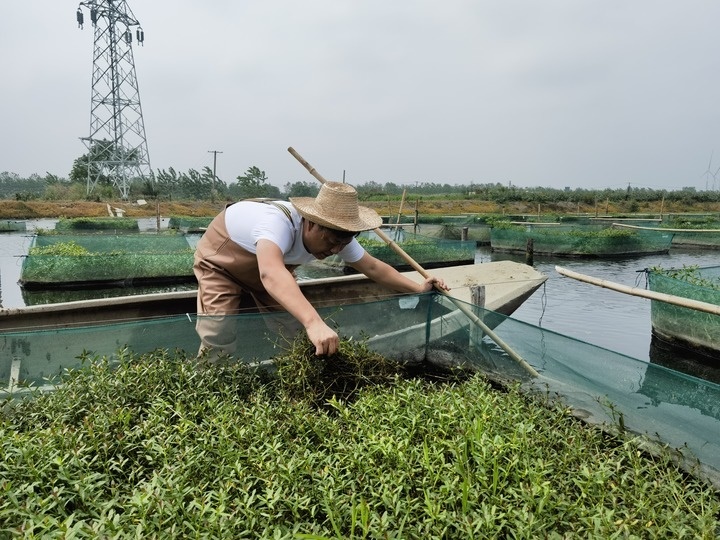 陳樹在湖北省仙桃市剅河鎮(zhèn)余腦村黃鱔繁育基地觀察黃鱔長勢。新華社記者宋立崑 攝