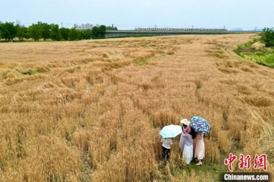 四川成都：民眾打卡金色麥田景觀