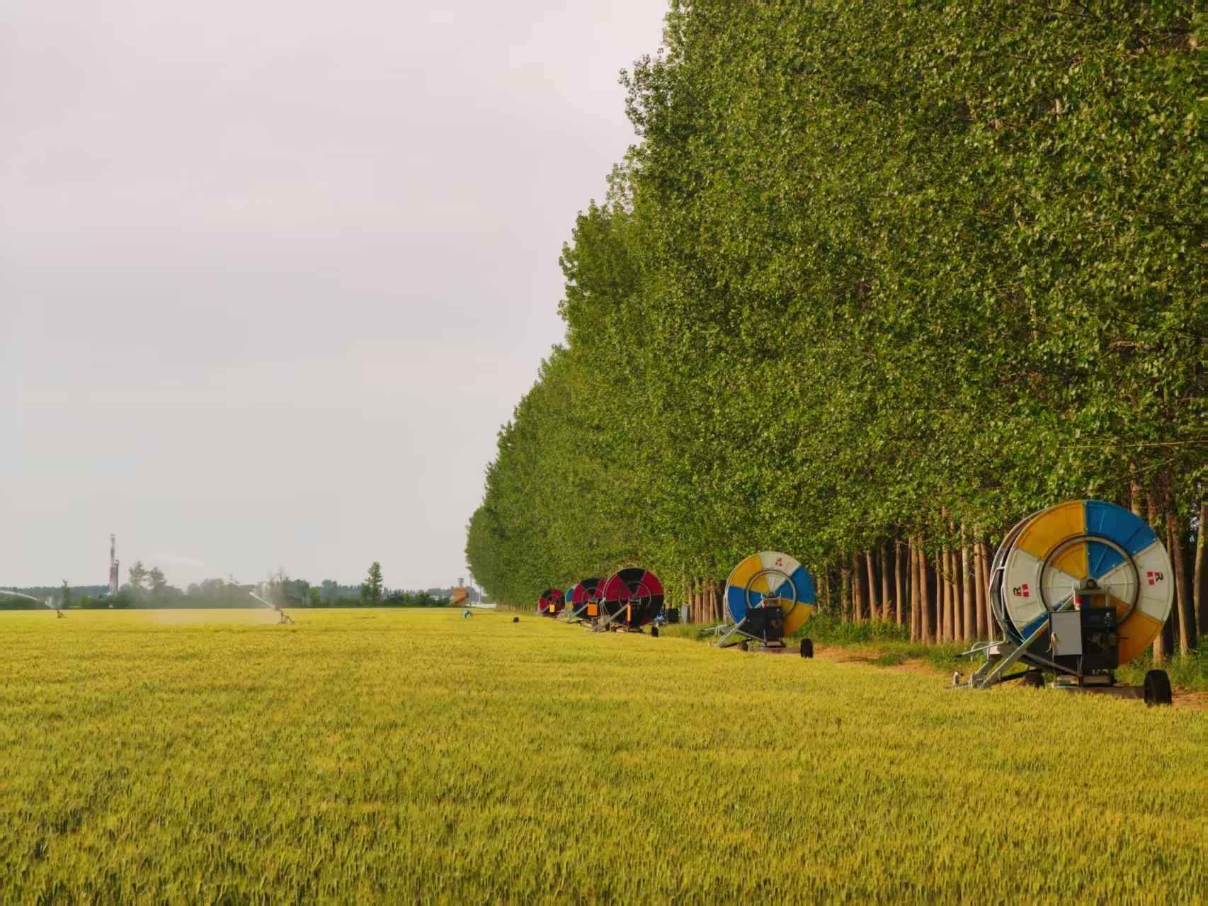 陜西華陰市華西鎮(zhèn)農(nóng)墾農(nóng)場(chǎng)正在作業(yè)的卷盤式噴灌機(jī)。受訪者供圖