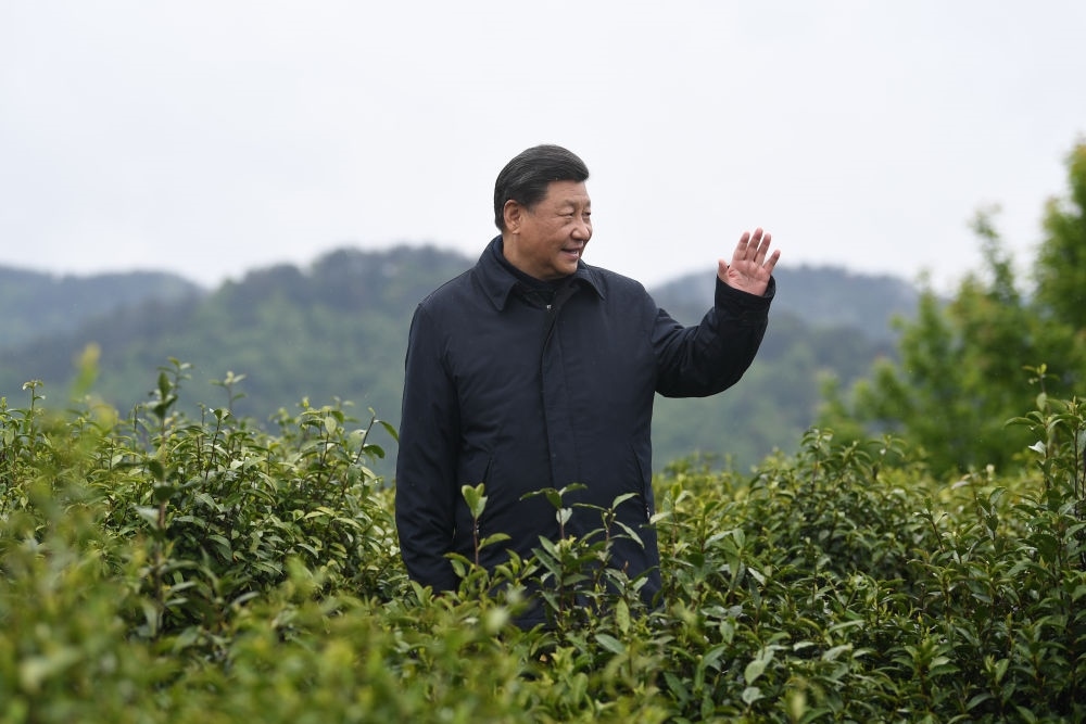 2020年4月21日，習(xí)近平總書記來到陜西安康市平利縣老縣鎮(zhèn)，在茶園考察脫貧攻堅情況。新華社記者 燕雁 攝