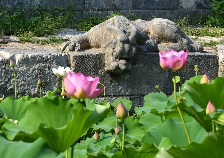 萬寧橋位于北京地安門外大街中部、什剎海東岸，是北京中軸線上最古老的橋梁，至今已有700多年歷史。近年來，北京市持續(xù)為萬寧橋“瘦身減負”，橋體風貌得以完整展現(xiàn)，方便游客走近欣賞，深入了解古橋承載的價值和內(nèi)涵。這是2023年7月18日拍攝的北京萬寧橋橋東的鎮(zhèn)水獸。